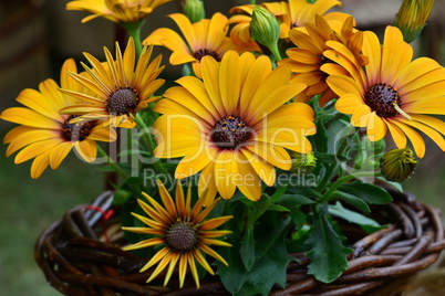 Orange Calendula flowers