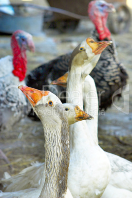 geese and turkeys