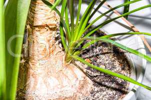 Pflanzenwachstum Palme