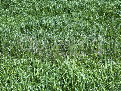 Field of green grass as a background
