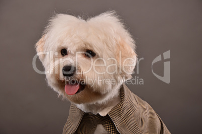 Maltese dog portrait