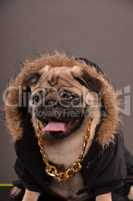 Portrait of Pug dog