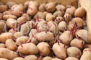 Sprouting potato tubers before planting