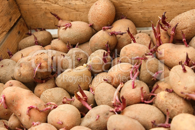 Sprouting potato tubers in wooden box