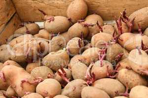 Sprouting potato tubers in wooden box