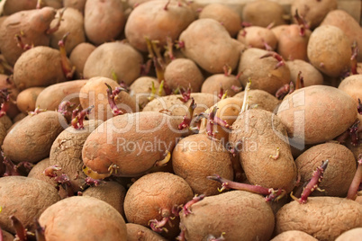Heap of sprouting potato tubers