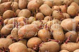 Heap of sprouting potato tubers