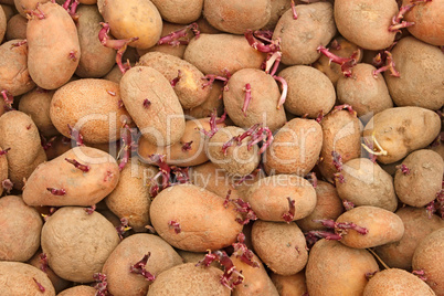 Pile of potato tubers germinated sprouts