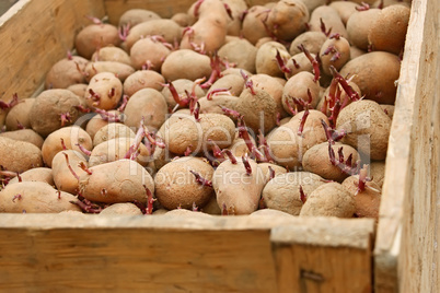 Potato in wooden box before planting