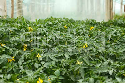 Flowering tomato seedlings before planting