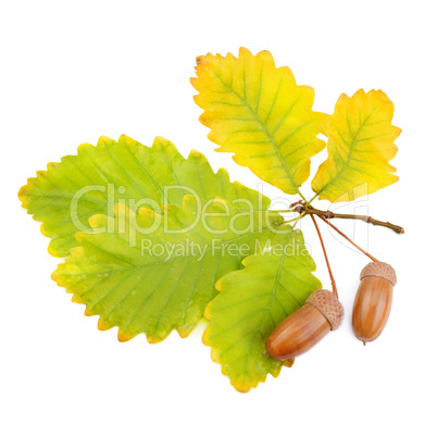 acorns and oak leaves isolated on white background