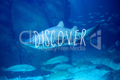 Composite image of discover