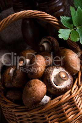 Scaly Wood Mushroom