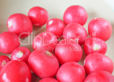 Radish vegetable