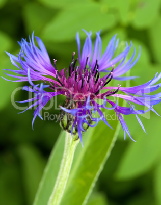 centaurea montana