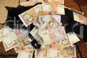 black cat lying on the carpet with money