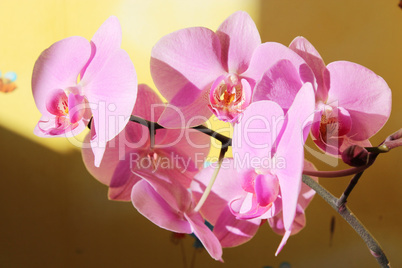 branch of blossoming pink orchid