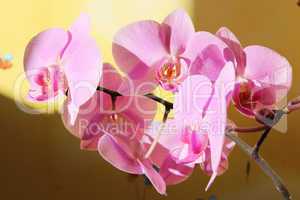 branch of blossoming pink orchid