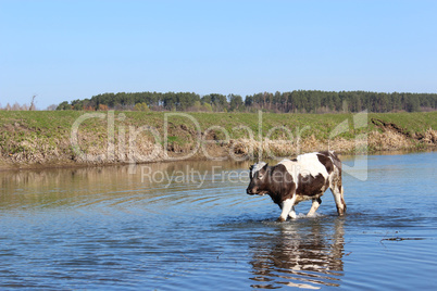 cow goes in the river