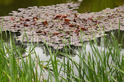 Seerosen auf einem Teich