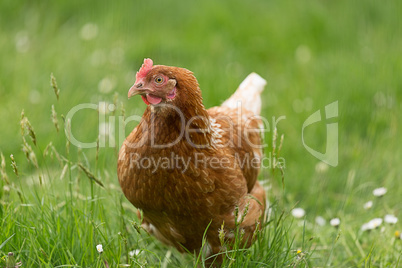 Aufmerksames Huhn
