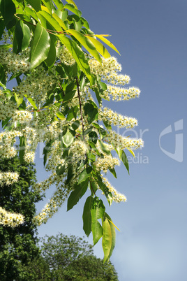 Green branch with white flowers