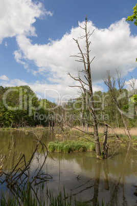 Kahler Baum im Wasser