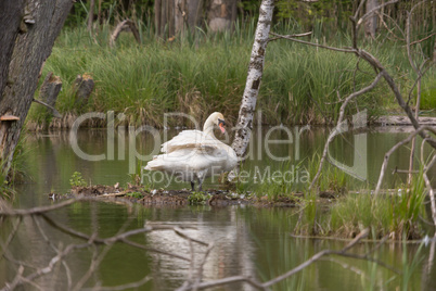 Verletzter Schwan