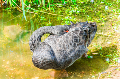 Schwarze Schwan schläft