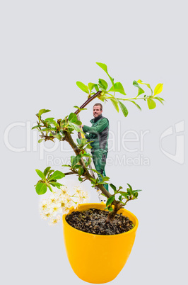 Mann im Bonsai Baum