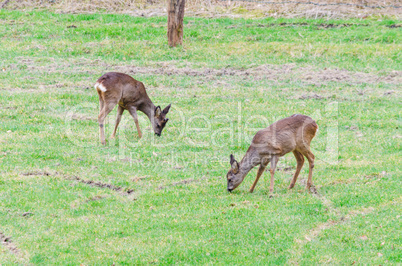 Rehe beim Äsen