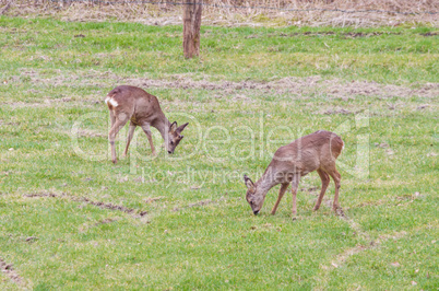 Große Gruppe  Rehe