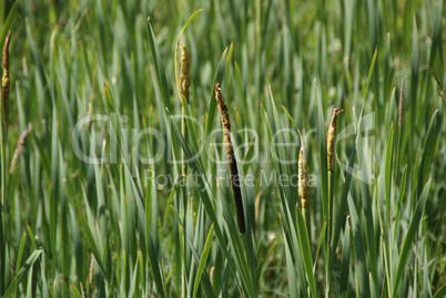 Typha latifolia