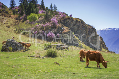 Cows graze on the slopes of  Altai Mountains