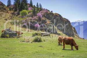 Cows graze on the slopes of  Altai Mountains