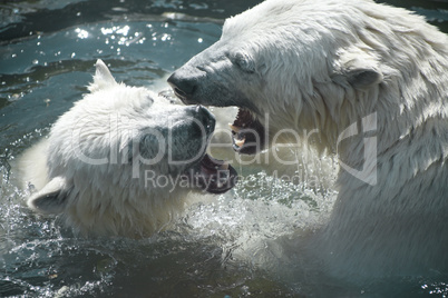 Polar bears play with each other