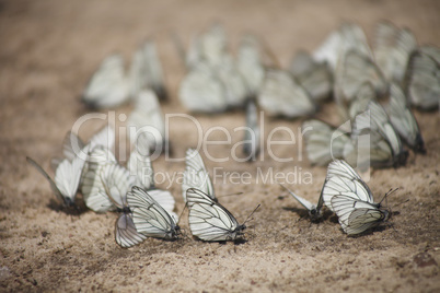 Many white butterflies