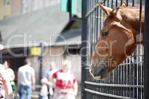 Horse in zoo cage