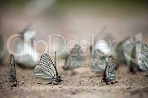 Many white butterflies