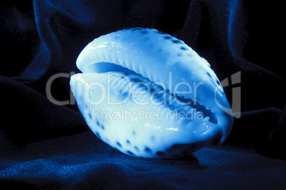 Shell close-up , blue light brush