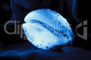 Shell close-up , blue light brush