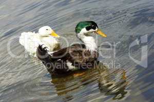 ducks on the river