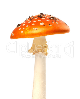 Red fly agaric mushroom on white background