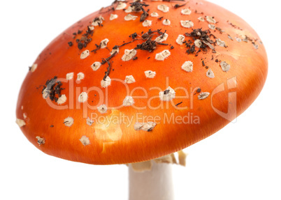 Amanita muscaria mushroom with pieces of dirt