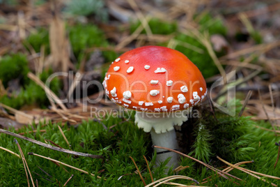 Red amanita muscaria mushroom in moss