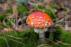 Red amanita muscaria mushroom in moss