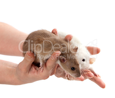 Brown and white rats in hands