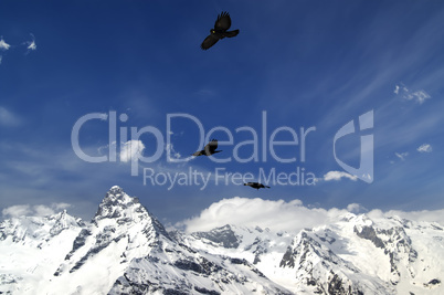 Alpine Chough (Pyrrhocorax graculus) flying in mountains