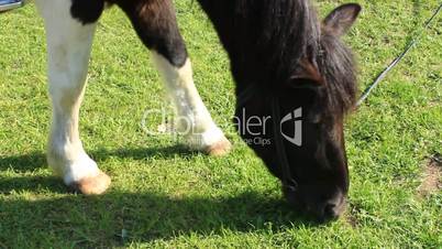 horse eating green grass