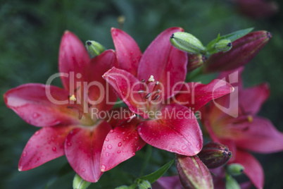 Beautiful blooming bright Lilies